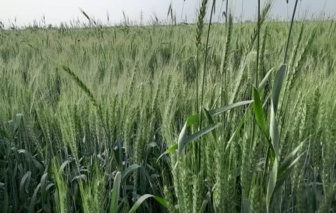 راهکارهای نوین تغذیه گندم در خوزستان