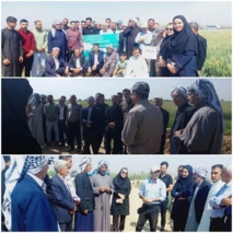 ارتقای عملکرد گندم در استان خوزستان با برداشتی پربار