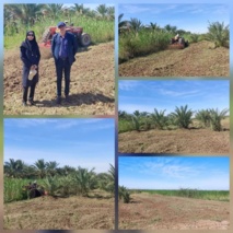 پاکسازی و حذف علف‌های هرز نی از سطح نخلستان در قطعه کشت متراکم پژوهشکده خرما و میوه‌های گرمسیری