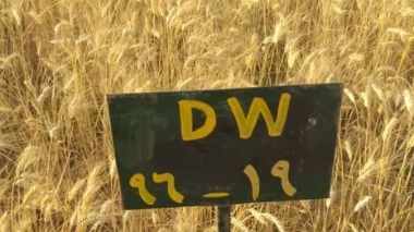 معرفی رقم گندم دوروم ماهان DW-96-19 جهت کاشت در منطقه ارزوییه استان کرمان