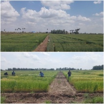 تلاش بی‌وقفه محققان خوزستانی برای ثبت رکوردهای جدید در تولید گندم و جو