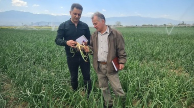 بازدید کارشناسان واحد ثبت و گواهی بذر و نهال استان گلستان از مزارع تولید هسته‌های بذری گندم و پیاز در ایستگاه‌های تحقیقاتی