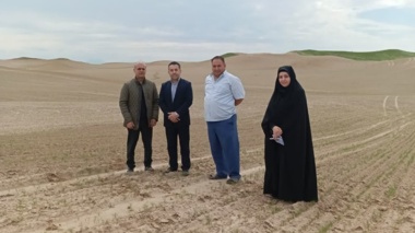 بازدید میدانی محققین مرکز تحقیقات و آموزش کشاورزی گلستان از مزارع زیره سبز در شهرستان گنبد