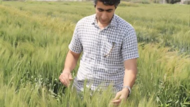 ارزیابی میزان مقاومت نسبت به بیماری زنگ زرد گندم
