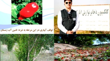 بررسی مدیریت بهاره محصول انار در شرایط بحرانی، بارندگی و سرما توسط عضو هیات علمی پژوهشکده مرکبات و میوه های نیمه گرمسیری