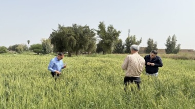 توصیه به مدیریت کنترل رطوبت مزارع در پایش میدانی مزارع گندم شهرستان دزفول