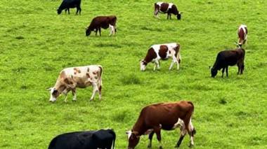 ارزیابی توان تولید بذر و علوفه گیاهان مقاوم به خشکی برای احیای مراتع تخریب‌یافته چهارمحال و بختیاری