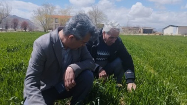 بازدید سرپرست مرکز از مزارع تولید بذر پردیس تحقیقات و آموزش لوبیای خمین