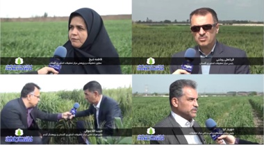 عیدی محققان مرکز تحقیقات و آموزش کشاورزی گلستان به کشاورزان در شرایط حساس جنگی