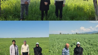 بازدید از مزارع گندم پایلوت «مدیریت تغذیه» در قالب طرح بین‌المللی پزشک خاک