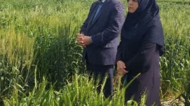 بازدید از مزارع تولید هسته‌های بذری ایستگاه عراقی محله با حضور رئیس و معاون پژوهشی مرکز تحقیقات و آموزش کشاورزی گلستان