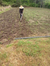 انقلاب سبز در پیلمبرا