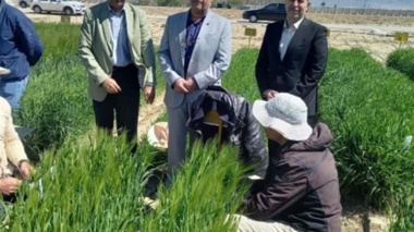بازدید رئیس مؤسسه تحقیقات اصلاح و تهیه نهال و بذر از ارقام جدید جو آبی و دو رگ گیری این محصول