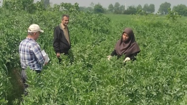 بازدید میدانی معاون پژوهشی مرکز تحقیقات و آموزش کشاورزی گلستان از مزرعه انتخاب مشارکتی ارقام باقلا حوزه شهرستان گرگان