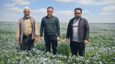 پایش فنی مزارع تولید و تکثیر بذر کتان و کاملینا توسط کارشناسان تحقیقات ثبت و گواهی بذر و نهال مرکز تحقیقات و آموزش کشاورزی و منابع طبیعی استان گلستان