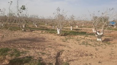 کاربردی‌ترین راهکارهای کاهش خسارت آفتاب‌سوختگی در درختان پسته