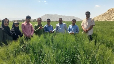 تأکید بر مخلوط‌کِشی به‌موقع در مزارع بذری ارزوئیه استان کرمان