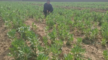 تمرکز محققان بر به‌نژادی ارقام درشت‌دانه و کم‌آب‌بر برای سازگاری با اقلیم لرستان