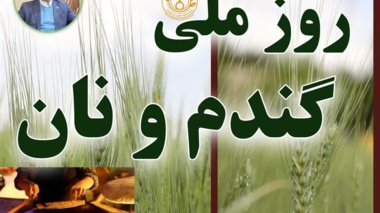 پیام رئیس مؤسسه تحقیقات اصلاح و تهیه نهال و بذر به مناسبت فرارسیدن روز ملی گندم و نان