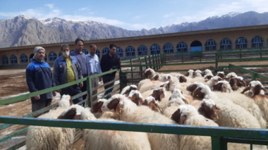 توزیع ۴۳ رأس گوسفند سنجابی در استان کرمانشاه برای حفظ و توسعه نژاد بومی