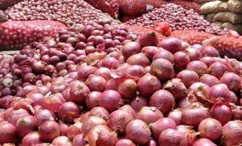 نسخه علمی پژوهشگر خوزستانی در برابر بیماری سفیدک دروغی پیاز