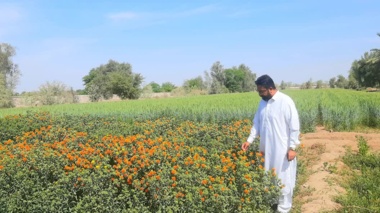 گامی بلند به سوی خوداتکایی گلرنگ در بلوچستان: کاشت ۱۰ رقم و لاین زودرس و بدون خار در ایستگاه تحقیقاتی بمپور