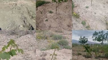 آغاز تحقیقات تکمیلی بر روی چهار ژنوتیپ بومی برتر گردو در ایستگاه تحقیقاتی رابر
