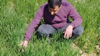 نظارت بر مزارع تولیدکننده بذر در ایستگاه تحقیقات کشاورزی دامغان جهت مقابله با تنش‌های محیطی