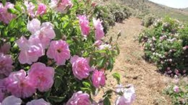 آماده‌سازی بستر و کاشت گل محمدی با رویکرد داده‌محور و علمی