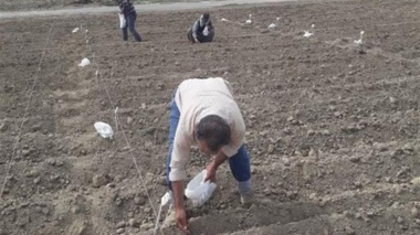 آغاز آزمایشات مقدماتی ارزیابی ۸۴ ژنوتیپ لوبیا سبز در برنامه‌های به‌نژادی کشور