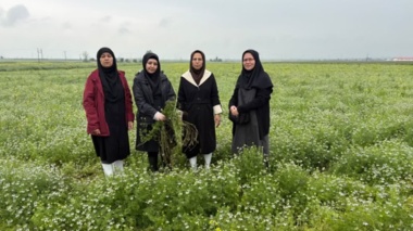 وضعیت سلامت و چالش‌های گیاهپزشکی مزارع سیاهدانه علی‌آباد کتول ارزیابی شد