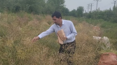 کلید رونق اقتصادی در دستان کلزا