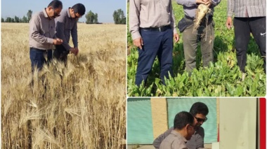 بازدید میدانی معاون پژوهشی مرکز از ایستگاه تحقیقاتی شاوور
