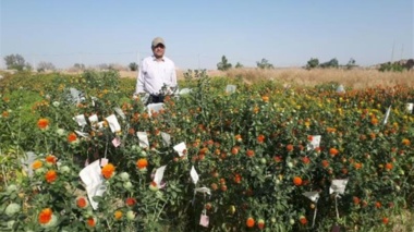 تداوم برنامه‌های به‌نژادی گلرنگ در سیستان؛ گامی در خط مقدم مقابله با بحران آب