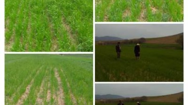 انتخاب مزارع مشارکتی یکی از روشهای موثر در انتقال دانش به کشاورزان