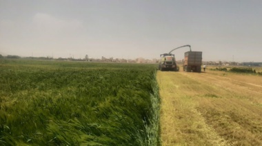 روز مزرعه خصیل جو