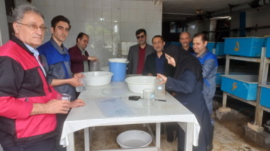 محققان انستیتو ماهیان خاویاری، لاروهای تازه تفریخ‌شده تاس‌ماهی شیپ را به مزارع پرورش منتقل کردند.