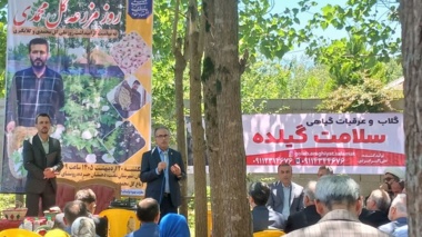 بوی گلاب در شفت