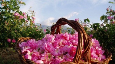 بیش از ۷۰ درصد گل ‌محمدی جهان در ایران تولید می‌شود/گل محمدی؛ گونه‌ای راهبردی برای ایرانِ کم‌آب