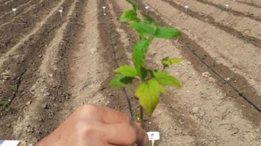 ارزیابی تلاقی‌های جدید گوجه‌فرنگی در موسسه تحقیقات اصلاح و تهیه نهال و بذر برای شناسائی ارقام هیبرید برتر