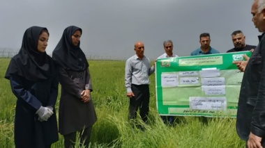 روز انتقال یافته‌های تحقیقاتی «مبارزه با عوامل خسارت‌زای مزارع گندم؛ سن غلات و بیماری زنگ زرد»