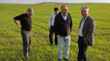 اعلام پایان بازدید سطح سبز مزاع تولید بذری استان آذربایجان شرقی