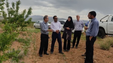 بازدید رئیس مؤسسه تحقیقات علوم باغبانی از باغ ۸۰ هکتاری بادام دیم در روستای فرج‌آباد شهرستان خمین