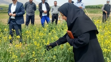 تأکید رئیس بخش تحقیقات گیاه‌پزشکی مرکز تات لرستان بر مدیریت تلفیقی آفات و بیماری‌های کلزا