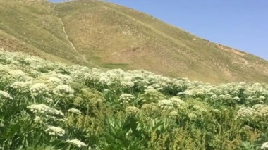 هشدار درباره کاهش ظرفیت چرای مراتع سهند تا سال ۱۴۳۰
