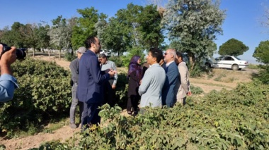 بازدید معاون سازمان تات؛ از توسعه کشت گل‌محمدی تا توانمندسازی زنان روستایی