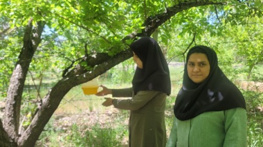 بازدید مجری پروژه بررسی فون مگس‌های میوه و دامنه پراکنش و میزبانی آنها در باغات جنوب استان کرمان