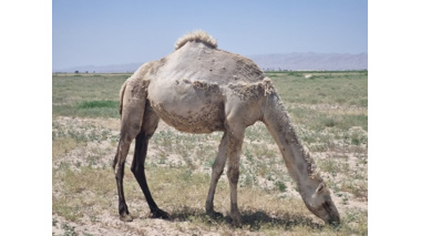 شتر ذبه (دشتی) ذخیره ژنتیکی ارزشمند و راهکار مقابله با بحران خشکسالی در جنوب کشور