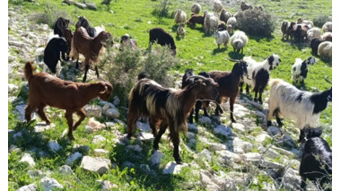 مراتع مسیر بوشهر به گناوه و دیلم سپر حفاظتی راه‌ها و منابع طبیعی