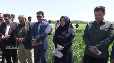 حضور معاون پژوهشی مرکز تحقیقات کشاورزی گلستان در رویداد آموزشی روز مزرعه بروجرد